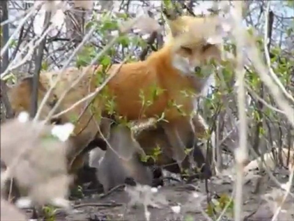 Qui somme nous énergie éveil conscience liberté amour égaux être vivants ciel et terre