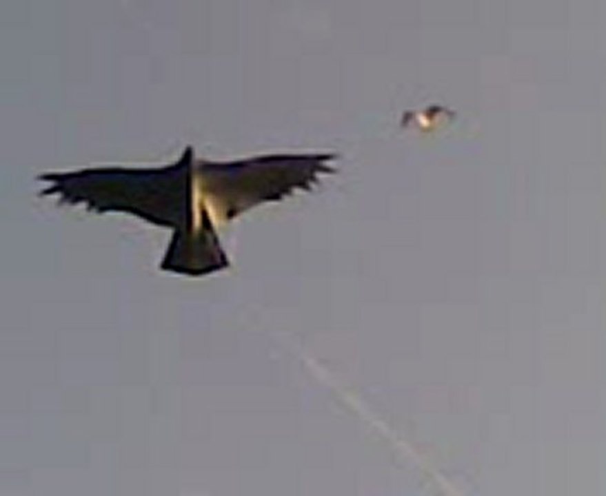 Video125