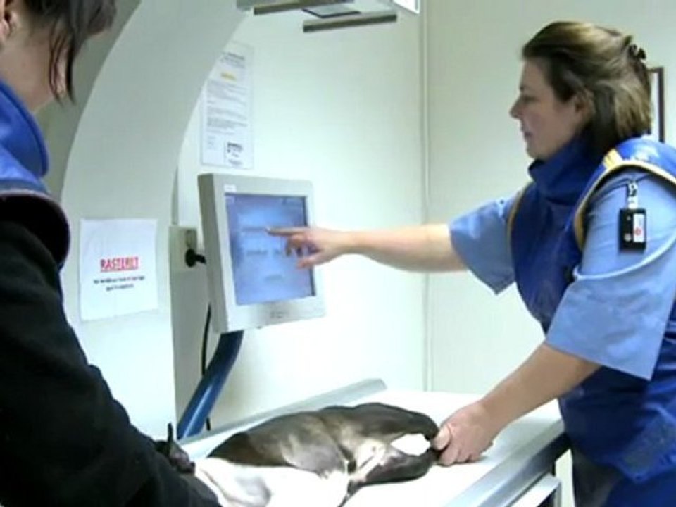 Veterinær Stavanger Stavanger Smådyrklinikk AS