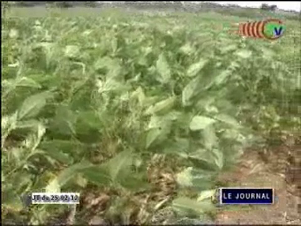 Les paysans de la partie sud du Congo font grise mine