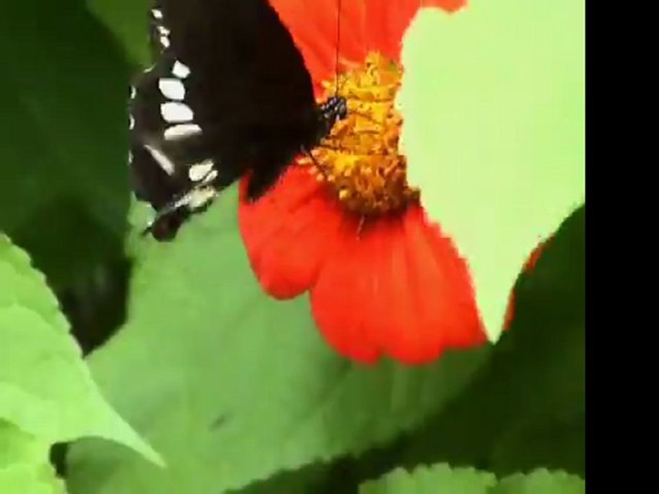 Butterfly 555