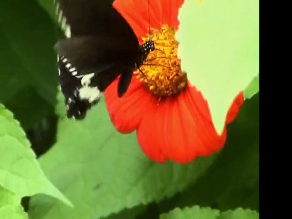 Butterfly 555