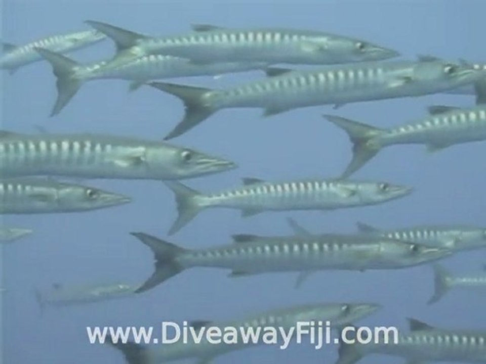 Grey reef sharks & Cuda on Fanny Hill by Diveaway Fiji