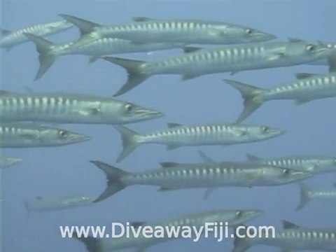 Grey reef sharks & Cuda on Fanny Hill by Diveaway Fiji