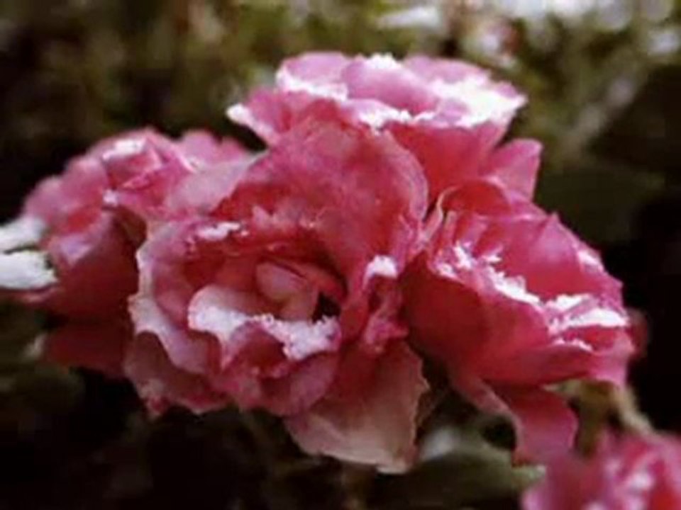 ERNESTO CORTAZAR - The language of love