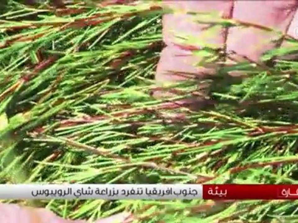 جنوب افريقيا : زراعة شاي الرويبوس و تحدي التغير المناخي