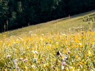 Le Renard et l'enfant ( bande annonce )