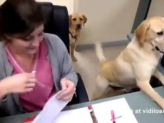 Ο σκύλος που κάνει τις δουλείες του γραφείου