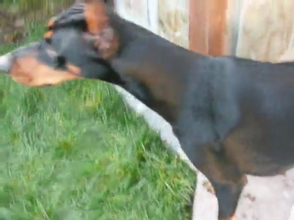 ANIMALS 004