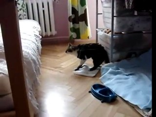 Sleepy Cat Has Trouble Jumping .