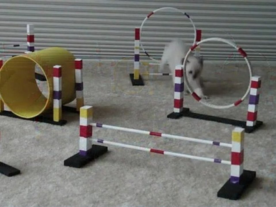 Parcours chaton agility