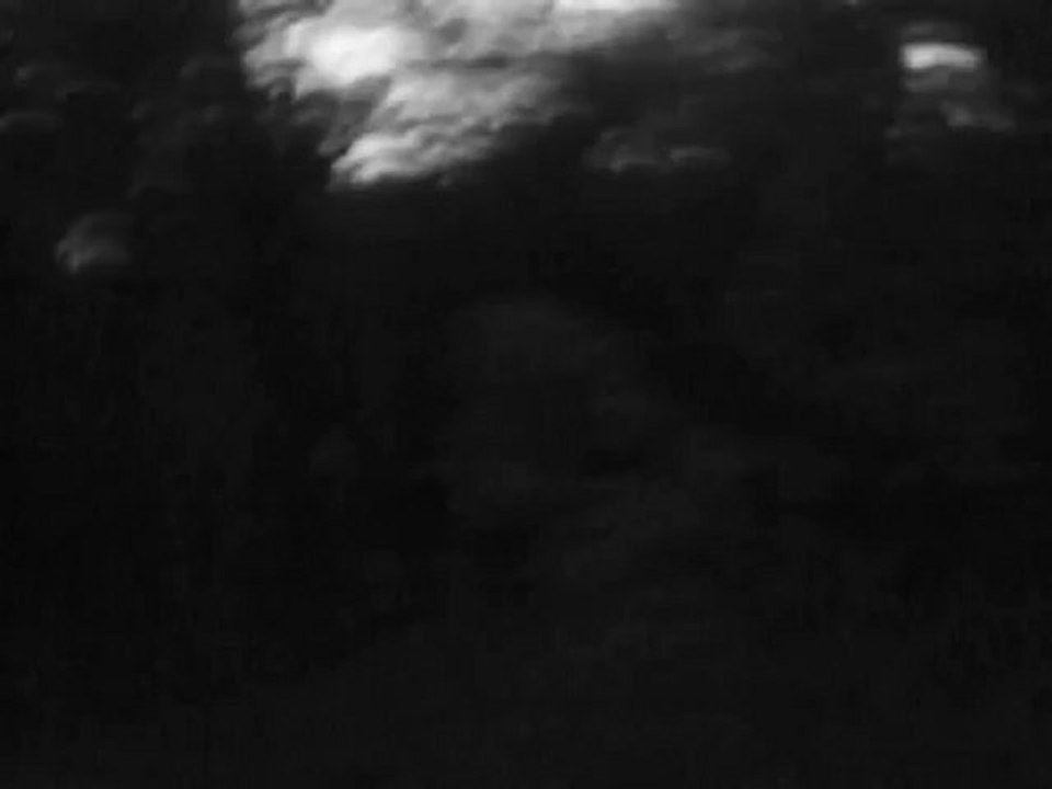 foret en noir et blanc