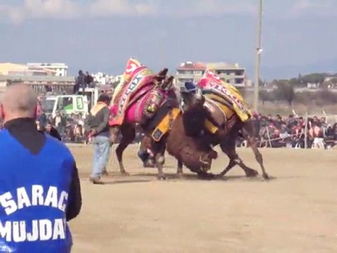 Deve Güreşler 1 Antranörlü (Mustafa Dinç)