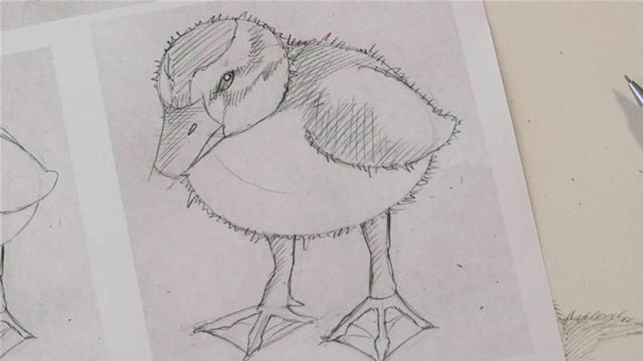 How To Sketch A Duckling