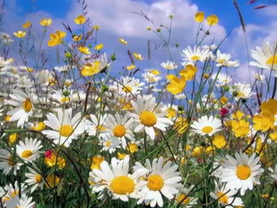 Turkish Tango: "Papatya Gibisin Beyaz ve İnce..." [You`re like a Daisy, white & delicate...]