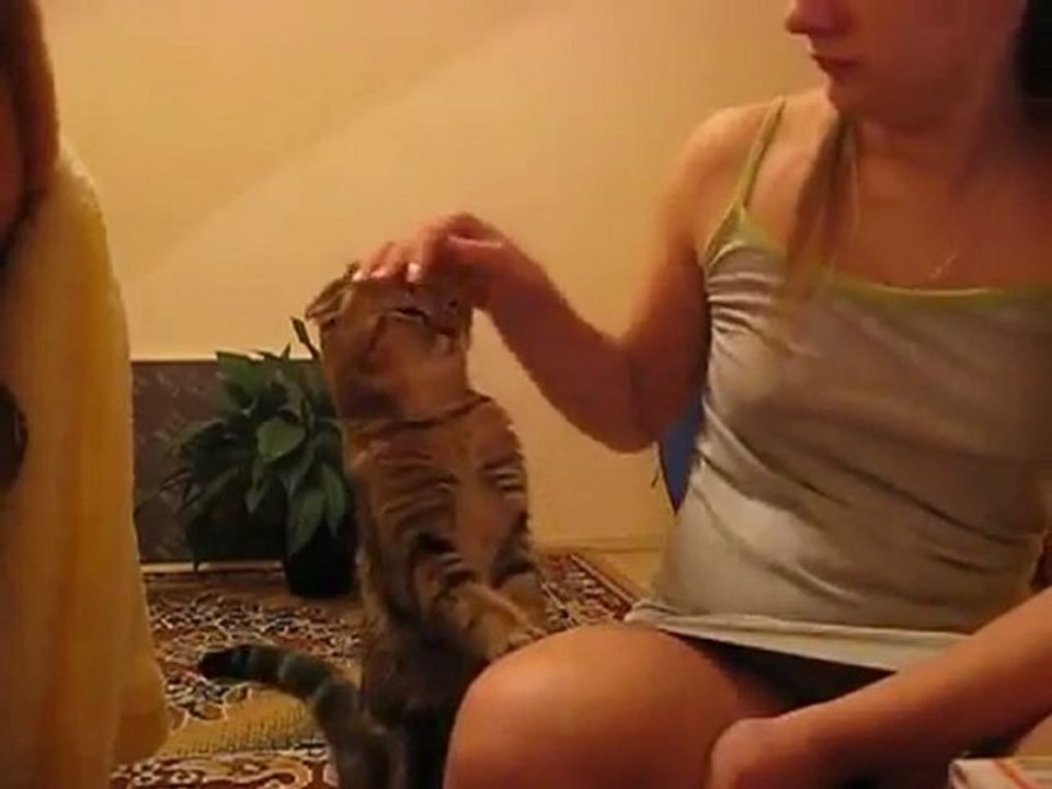 chat calin vidéo