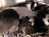 Maman cobaye et ses 2 petits à 9 jours - tétée et sieste