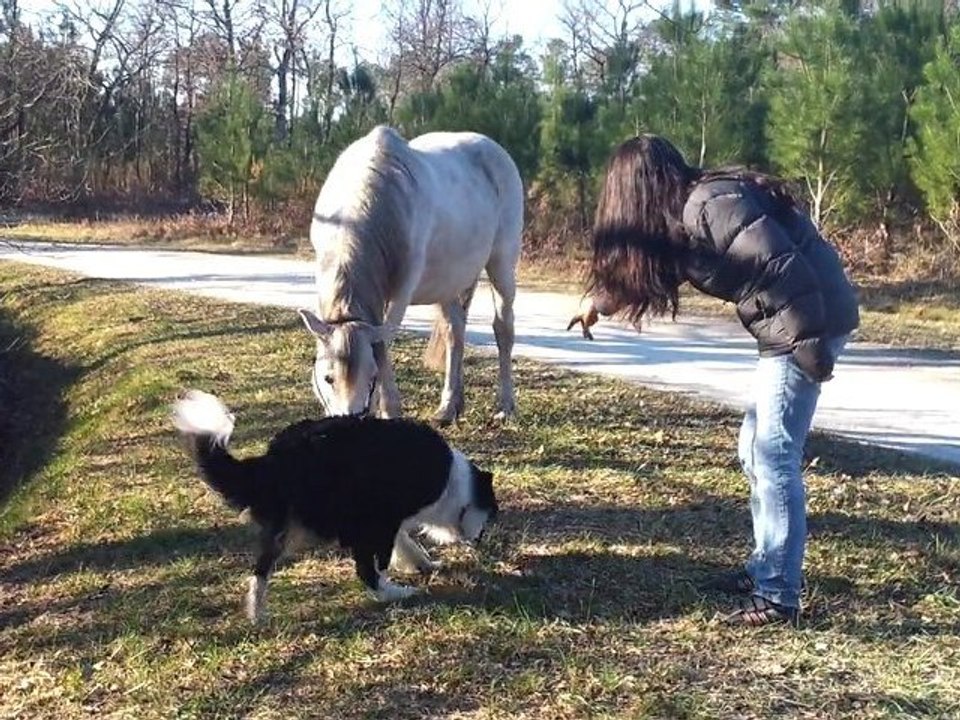 Un Chien travailleur et un Cheval gourmand