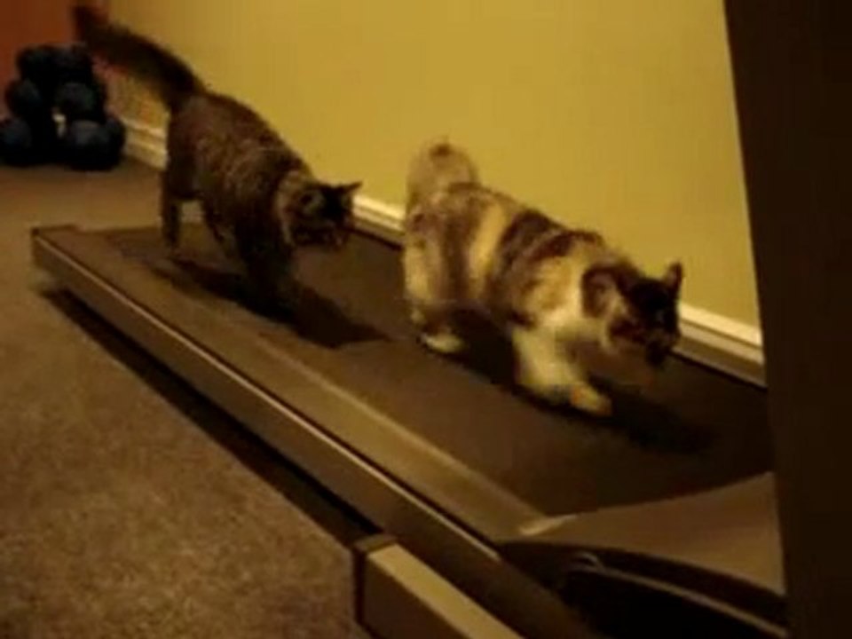 CAT SPORT)))