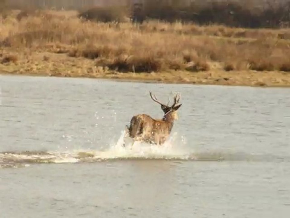 Belle rencontre avec deux cerfs