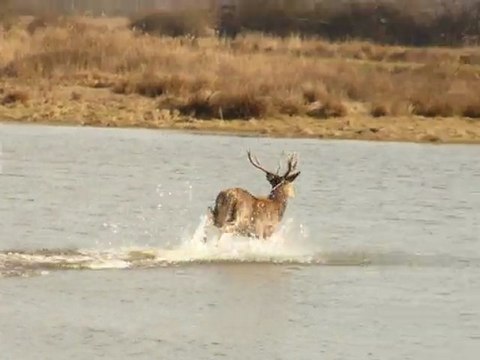 Belle rencontre avec deux cerfs