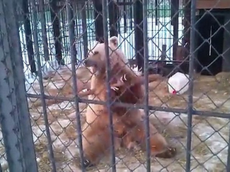 Cet Ours fait du Kung-Fu ?