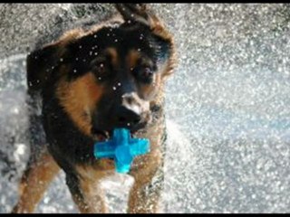 4 Steps to Stop Your Dog Chewing Fast