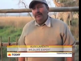 Man gives foot rubs to wild lions