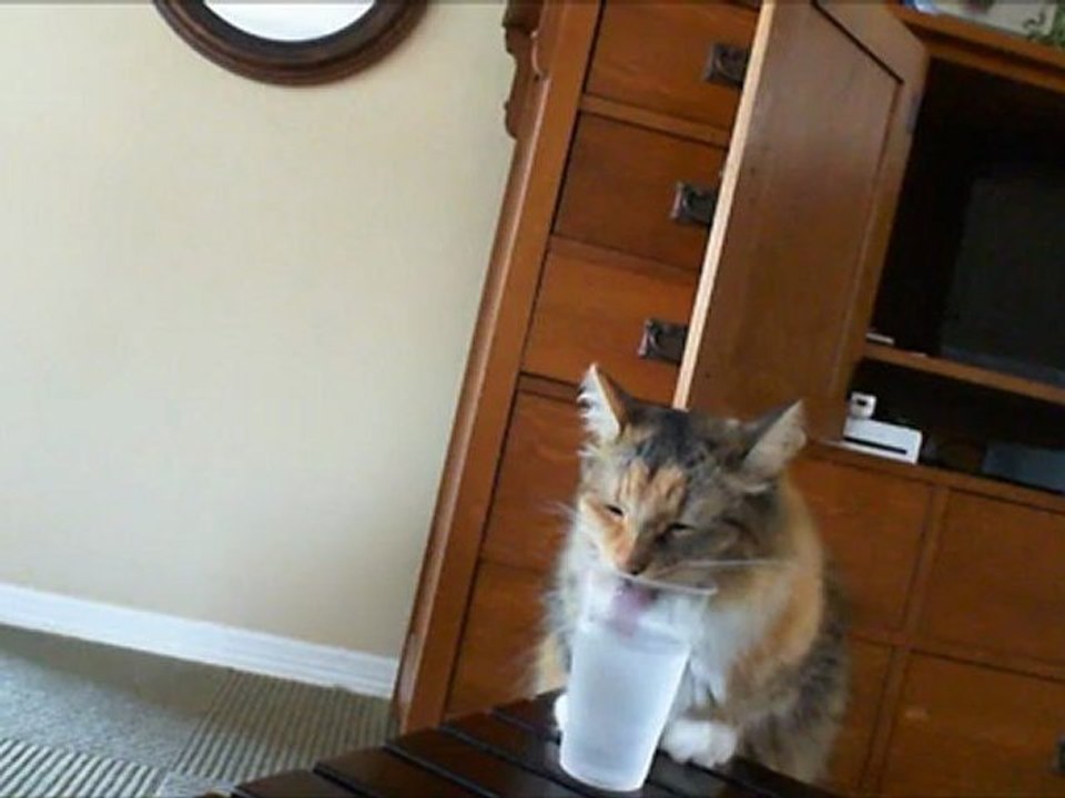 Cat Drinks Too Much