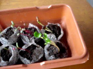 Seed Starting Indoor Mini Greenhouse