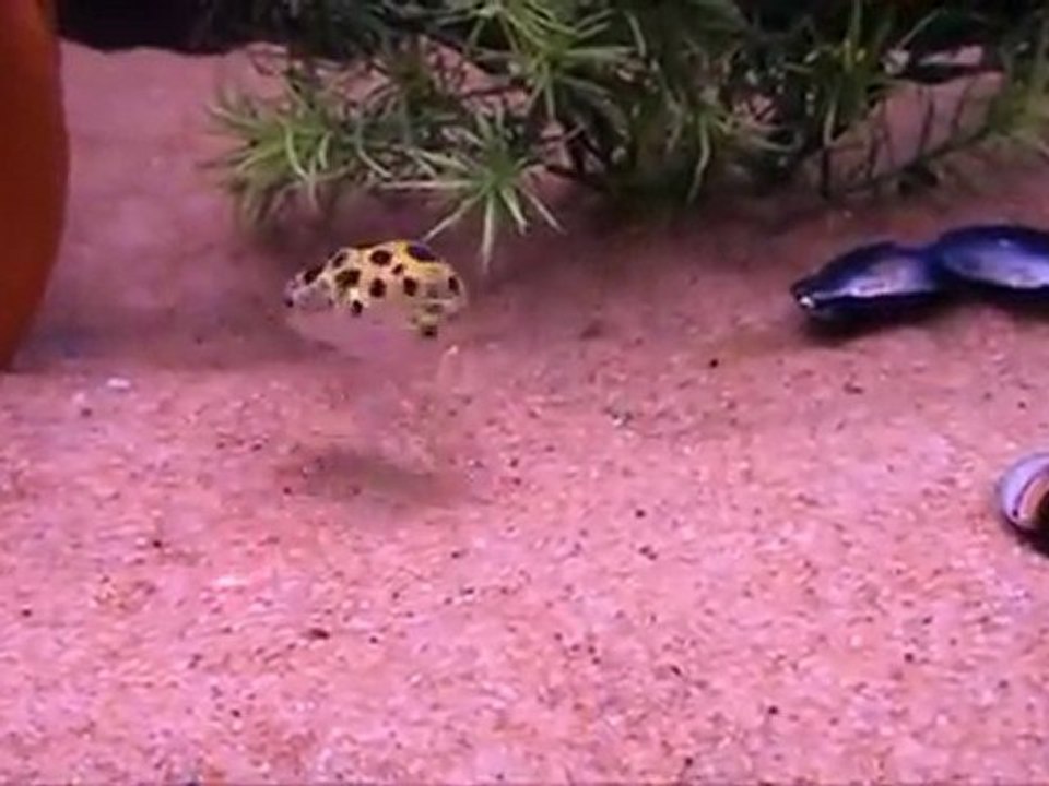 Ce poisson veut attraper un laser