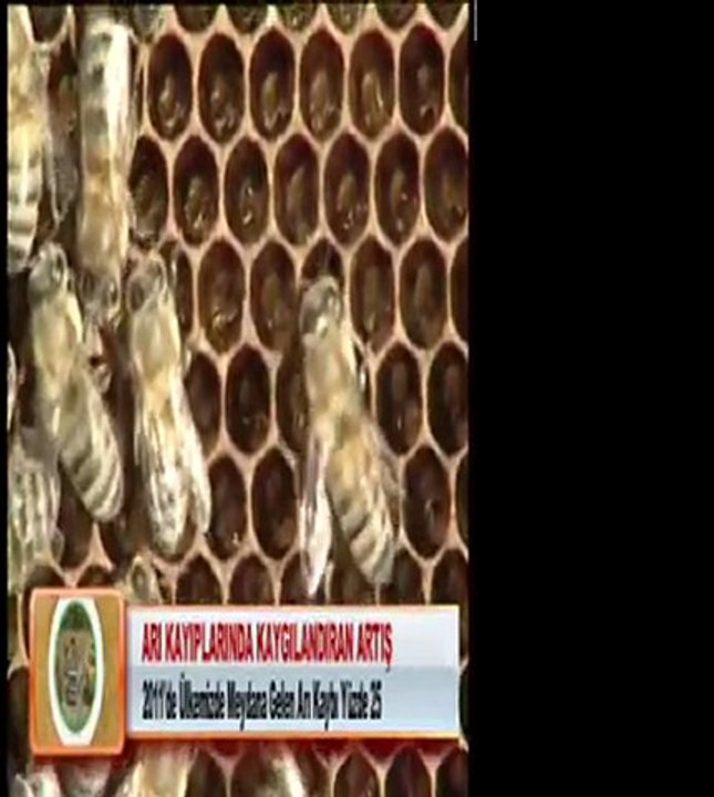 ARI KAYIPLARINDA KAYGILANDIRAN ARTIŞ 24.02.2012