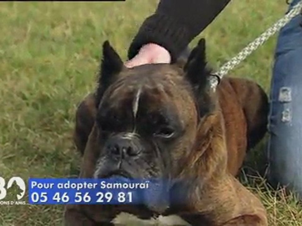 Adoptez Samouraï