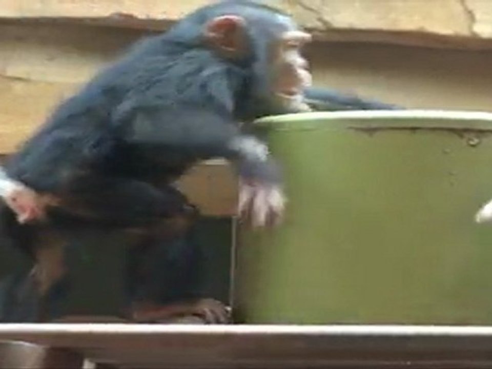 Jeux chimpanzés