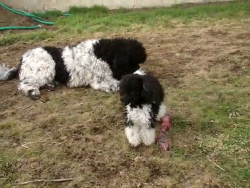mes deux caniches bicolores