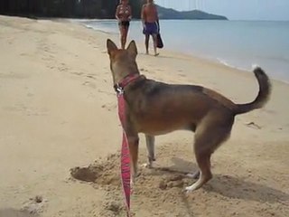 Tippy cherche des crabes