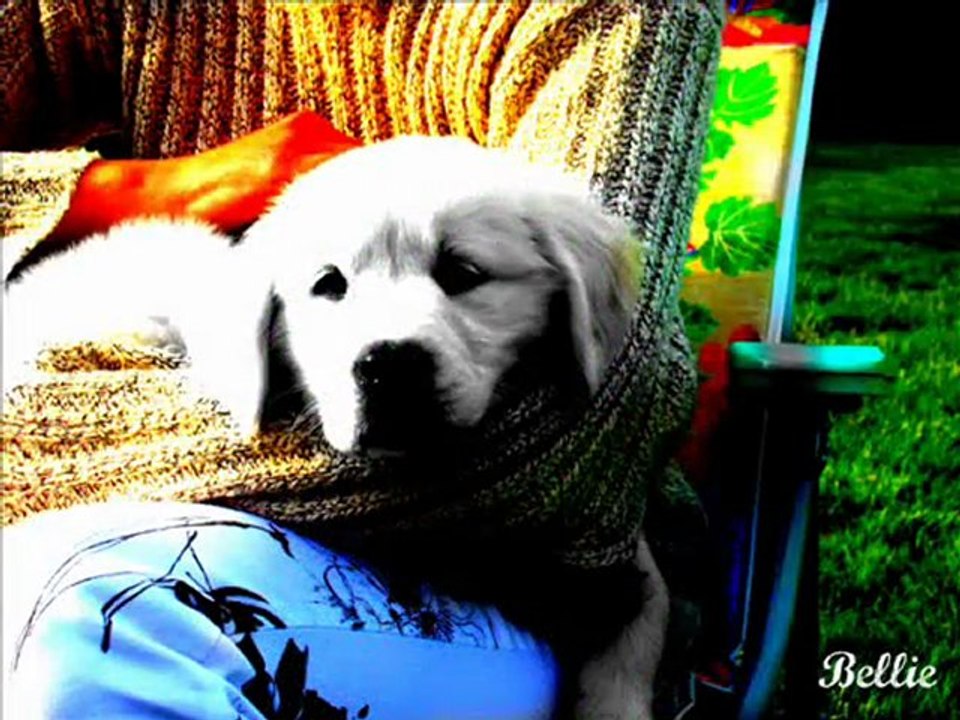 Bellie