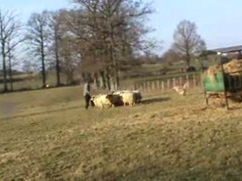 Chanel, tt 1er contact moutons