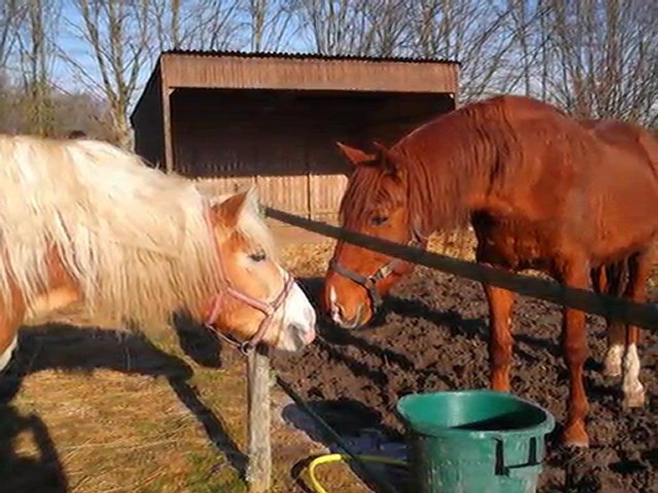 Mon Poney plus que tout