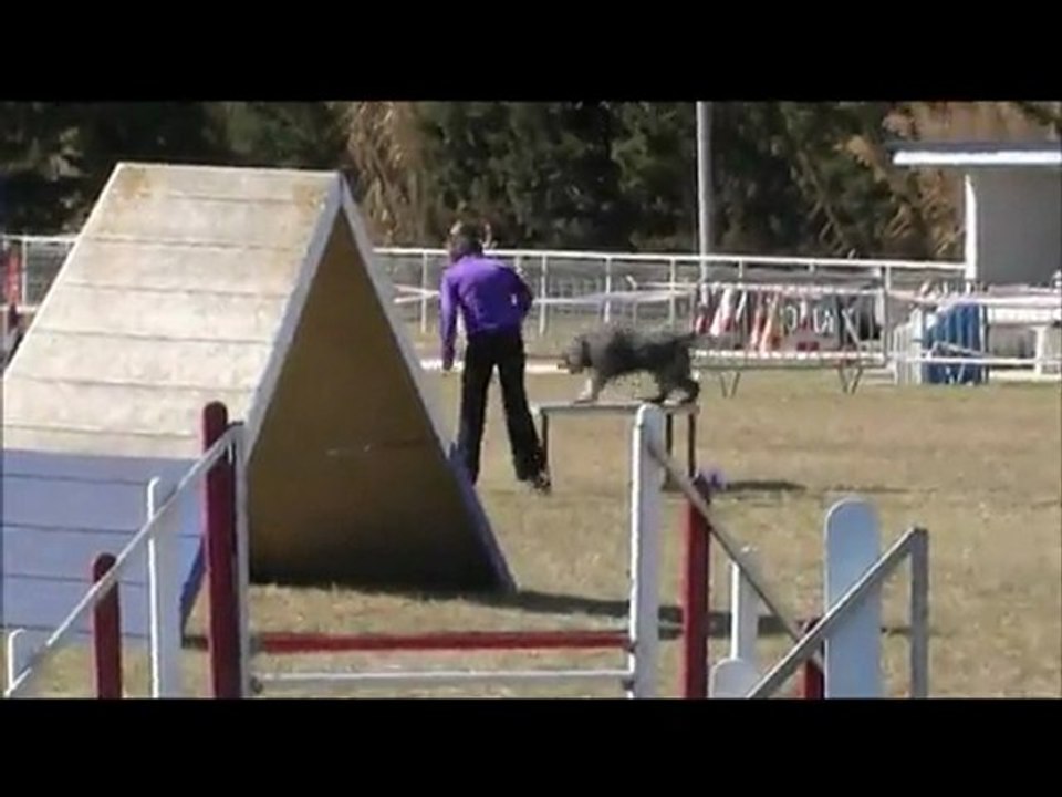 Buck Agility La Côte bleue 26/02/11