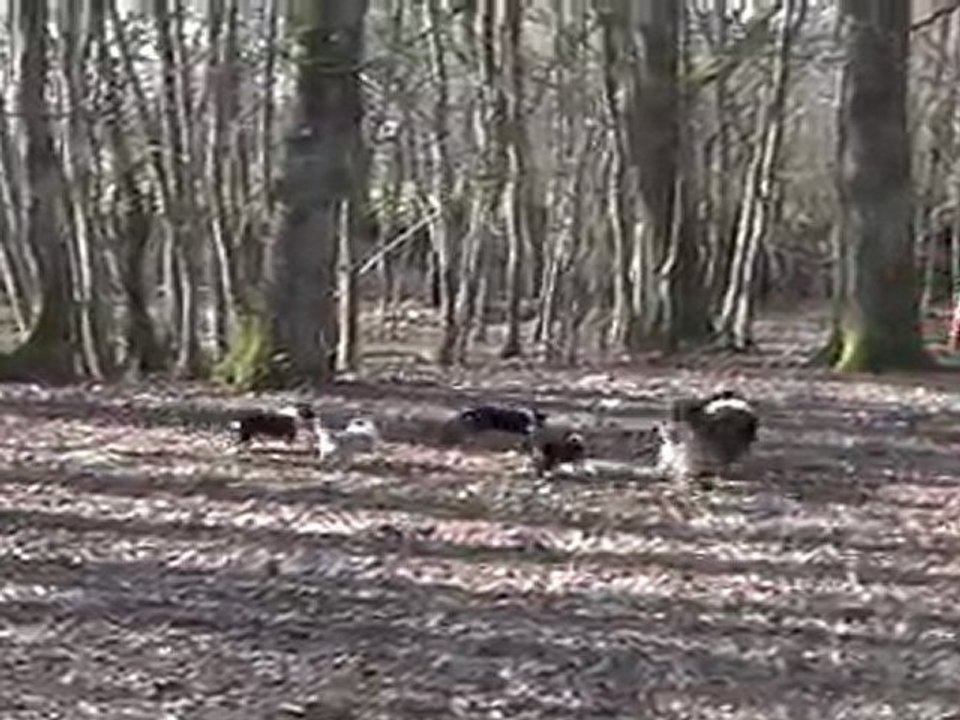 chiots colleys stuarts de boisbelle 6 semaines ( fidgie's dream paradies du domaine de jean-vinceanne, x Brihow bon voyage De cathyja