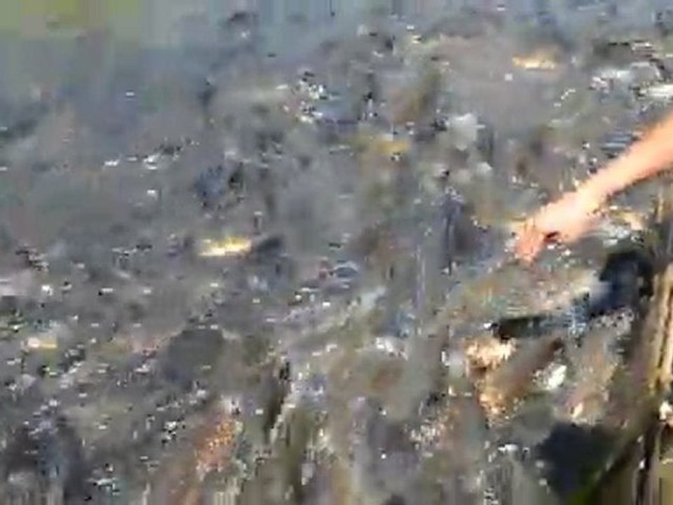 RIVER FISHS