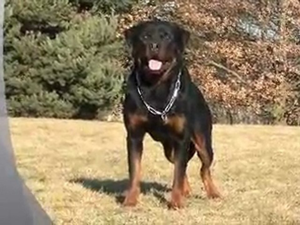 Rottweiler - Balzac entrainement obé 27.02.2012