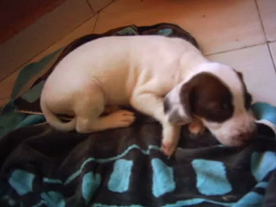 elevage de chiens