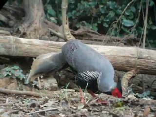 Silver Pheasant (L.I. crawfurdii) or old bird book is Kalij Pheasant
