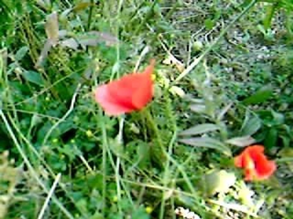 cicekler_03