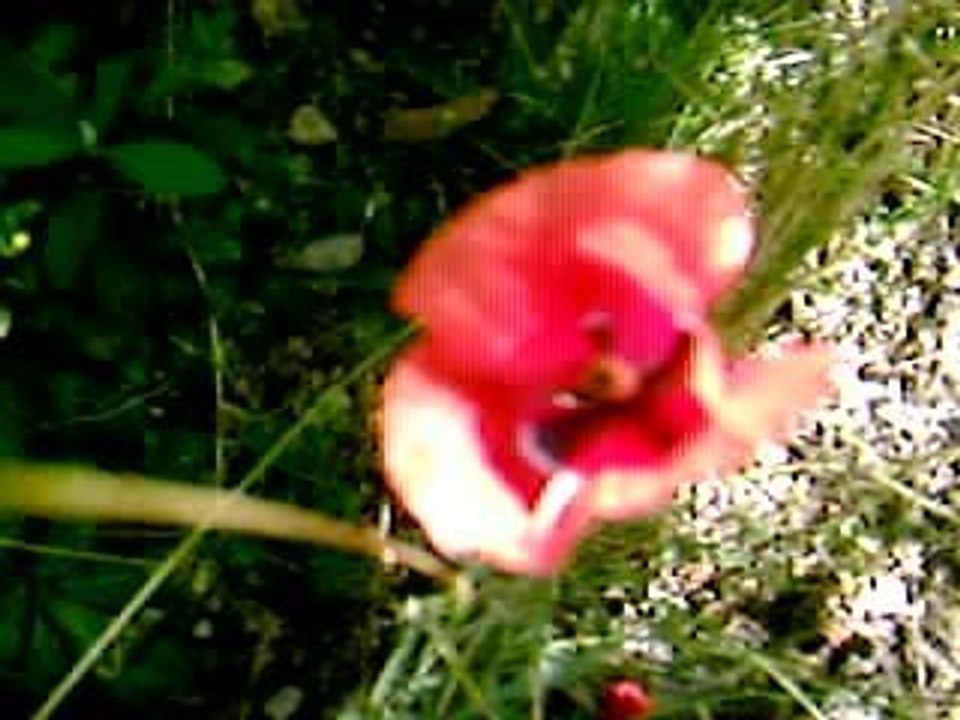 cicekler_02