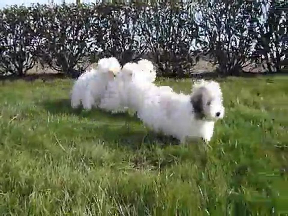 VIDEO 3 COTON 2012