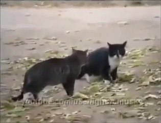 İki Kedinin Kavgası