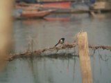 Long-Tailed Shrike at Pakchong-Khao Yai NP. Thailand